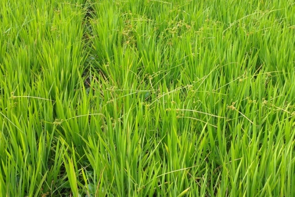 揚州有片不太美麗的稻田，長著良心實在的糧食